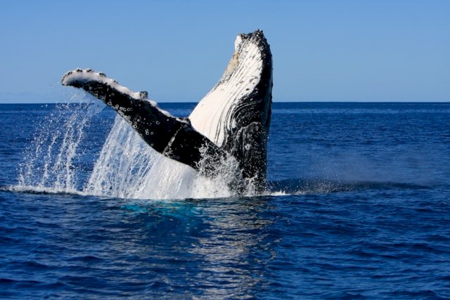 Understanding animal culture can transform conservation