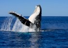 Understanding animal culture can transform conservation