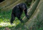 The roots of rhythm: Chimpanzee drumming shares the building blocks of human musicality